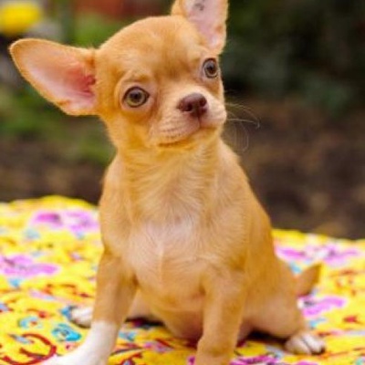 mİkİ Erkek Chihuahua