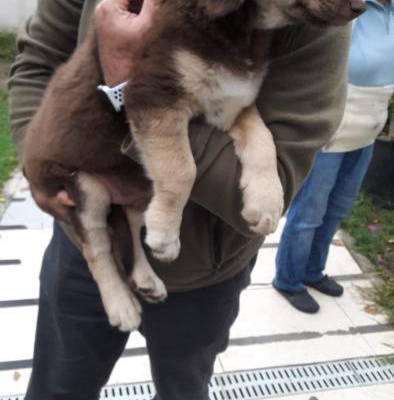 Avustralya Çoban Köpeği Kırması Yavrular, İstanbul