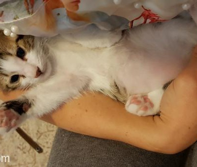 2 Aylık Erkek Uysal Yavru Kedi Yuvasını Arıyor Ücretsizdir Ankara, Ankara