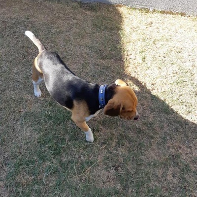 zeus Erkek Beagle