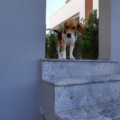 zeus Erkek Beagle