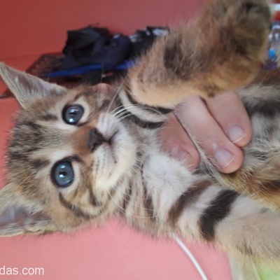Acil Çok Oyuncu Bebek Kedi Yuva Arıyor, Antalya