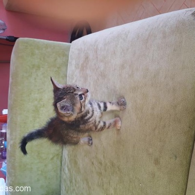 Acil Çok Oyuncu Bebek Kedi Yuva Arıyor, Antalya