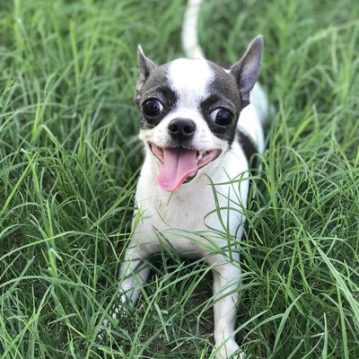 range Erkek Chihuahua
