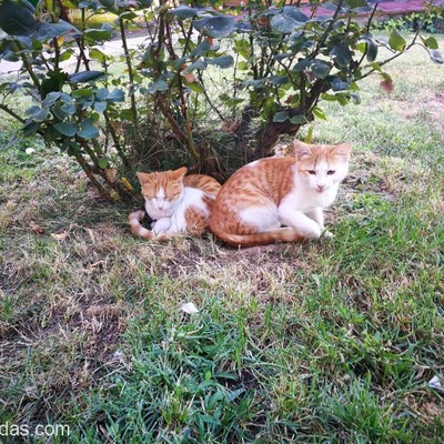 2 Kardeş Sarı Kedi, Malatya
