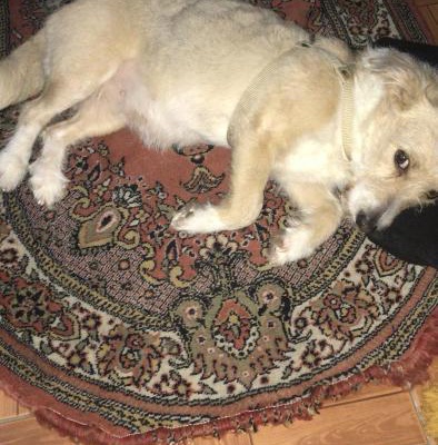 Dünyalar Tatlısı Terrier Kırması, İzmir