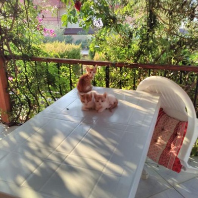 Yazlık Kedileri, Aydın