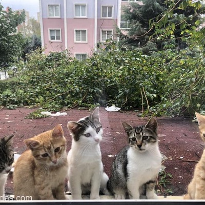 Çok Acil ! Tekir Kedilerimize  Soğuklar Başlamadan Bir Aile Arıyoruz. 11.10.2018, İstanbul
