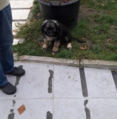 Avustralya Çoban Köpeği Kırması Yavrusu, İstanbul, İstanbul