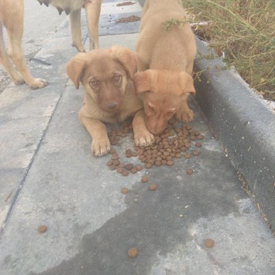 Fındık Ve Fıstık Yavru Köpekler, Ankara