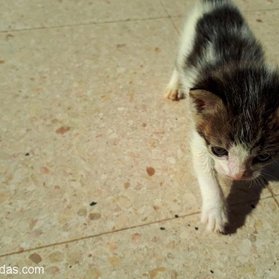 3 Haftalık Acil Sahip Bekleyen Minicik Kedi, Ankara