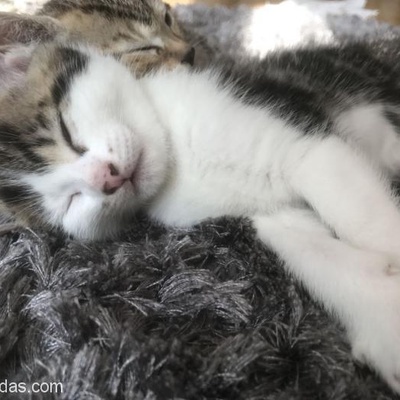 2 Aylık Beyaz Tekir Dişi Yavru Kedi Yuva Arıyor-Ücretsiz, İzmir