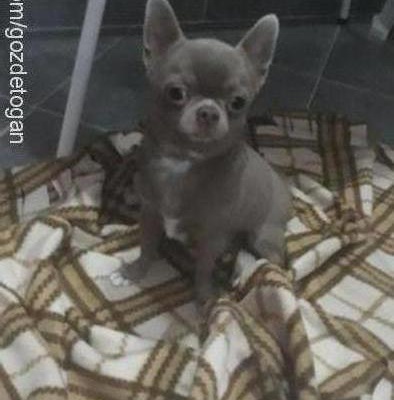 alex Erkek Chihuahua