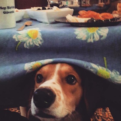 fındık Erkek Beagle