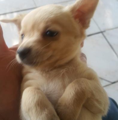 Acil Ücretsiz Chihuahua Yavrumuza Yuva Arıyoruz 1.5 Aylık, İzmir