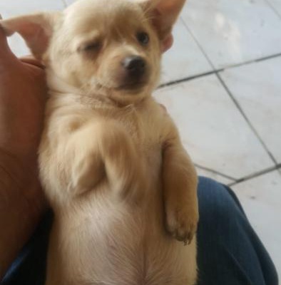 Acil Ücretsiz Chihuahua Yavrumuza Yuva Arıyoruz 1.5 Aylık, İzmir