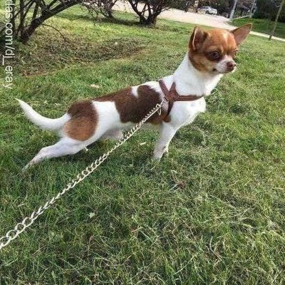 Şiva Erkek Chihuahua