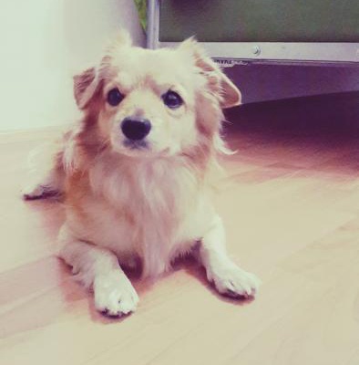 pascal Erkek Chihuahua