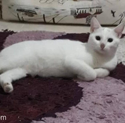 5 Aylık  Beyaz Dişi Yavru Kediye Yuva Açmak İster Misiniz-Ücretsiz, İzmir