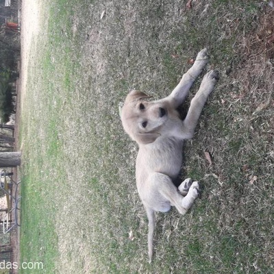 Ucretsiz Labrador Yavrusu, Ankara