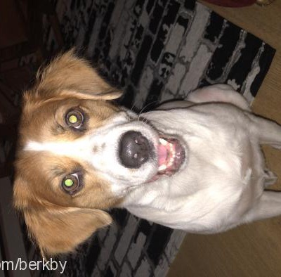 lusİe Dişi Beagle