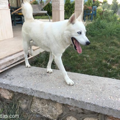 İzmir'Den Ücretsiz Sahiplendirme; Beyaz Husky Sibirya Kurdu, İzmir