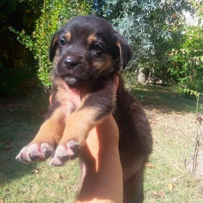 Rottweiler Kırma Yavru. Parazit Tedavisi Yapıldı. 7 Haftalık. Ücretsiz., Antalya