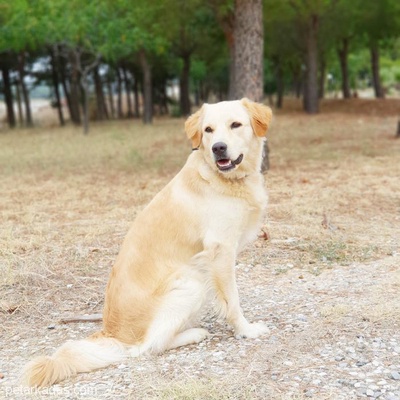 Yuvasına Şans Getirecek Güzel Köpek..., İzmir