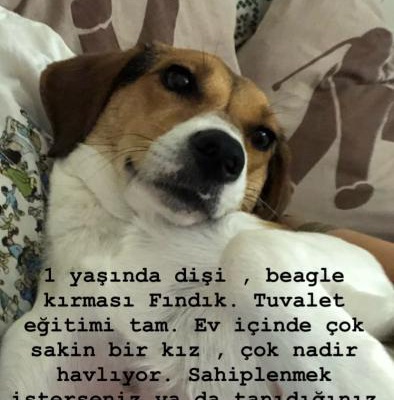 Beagle Kırması., İstanbul