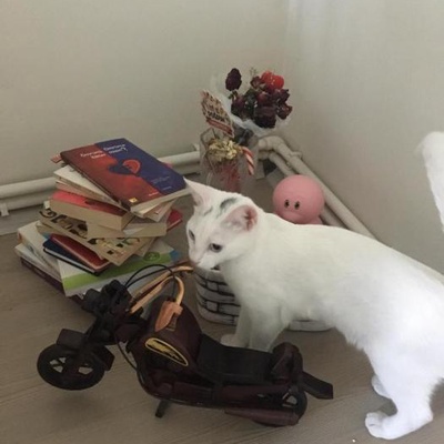 Halkalı Merkez Mah. Kayıp Dişi Beyaz Kedi (Pamuk), İstanbul