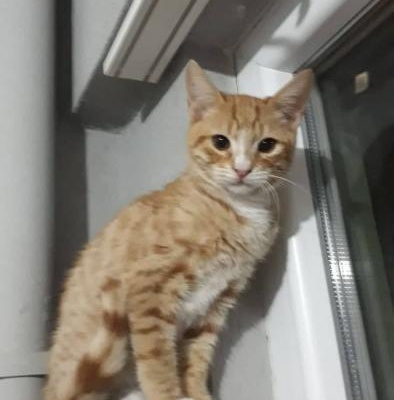 3 Aylık Sarman Erkek Yavru Kediye Yuva Açmak İster Misiniz-Ücretsiz, İzmir
