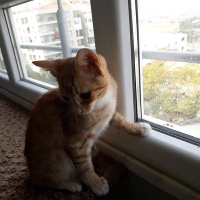 3 Aylık Sarman Erkek Yavru Kediye Yuva Açmak İster Misiniz-Ücretsiz, İzmir