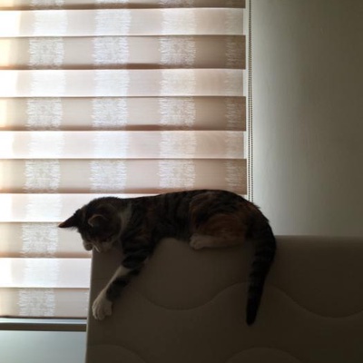 Oyuncu Tekir Kedi Onu Yalnız Bırakmayacak Yuva Arıyor, Konya