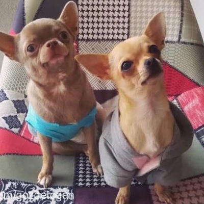 alex Erkek Chihuahua