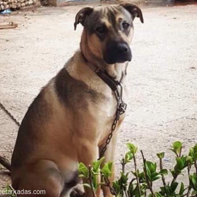 Kangal Melezi - Çok Korumacı Ve Güçlü Bir Köpek, İstanbul