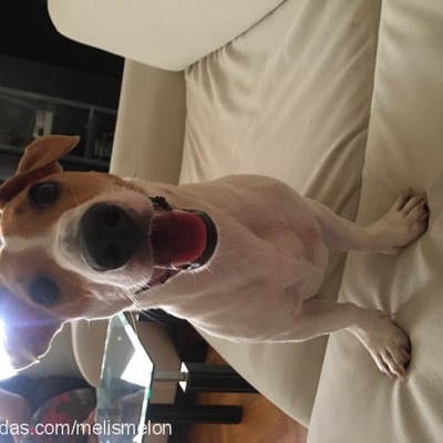 melon Erkek Jack Russell Terrier