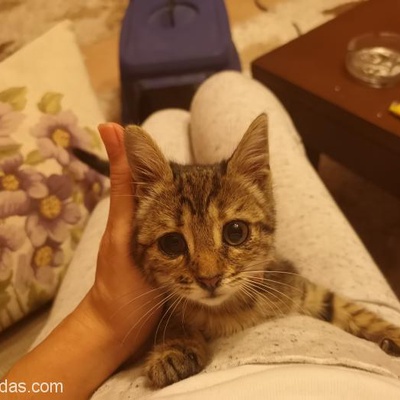 Minik Kedi Lila Çok Zor Şartlarda Ona Ömürlük Yuva Arıyorum!, Ankara