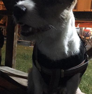 wisky Erkek Jack Russell Terrier