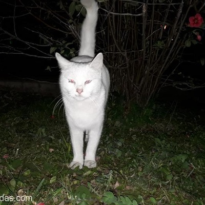 Sahibini Ariyoruz Beyaz Kedi, İzmir