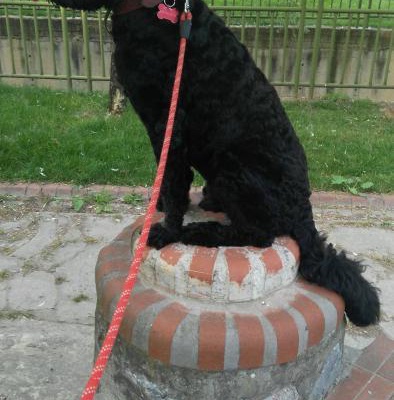 2,5 Yaşında Black Russian Terrier Köpeğimize Yuva Arıyoruz, İstanbul