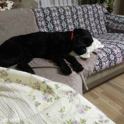 2,5 Yaşında Black Russian Terrier Köpeğimize Yuva Arıyoruz, İstanbul