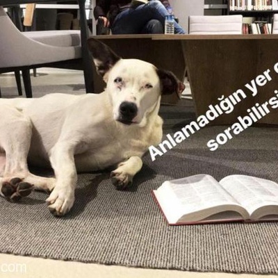Dünyanın En İyi Huylu Köpeğine Acilll!!!!  Yuva.., İstanbul