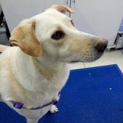 3 Yasındakı Labrador Kırması Kıza Cok Acıl Yuva Aranıyor, İstanbul