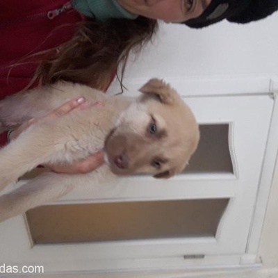 Ücretsiz Golden-Husky Kirması Bebek, Ankara