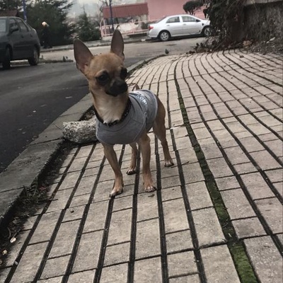 rika Erkek Chihuahua