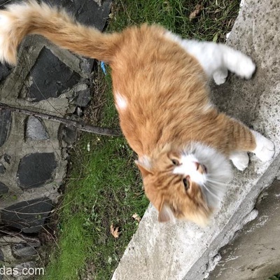 Sokağa Atılmış Sarman Cinsinde Kedi Ev İstiyor Hava Çok Soğuk, İstanbul