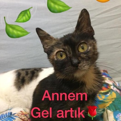 Acill Feriköy Sevimli Dişi Tortiselli Kitty Bebek İçin Ömürlük Yuva 💕, İstanbul