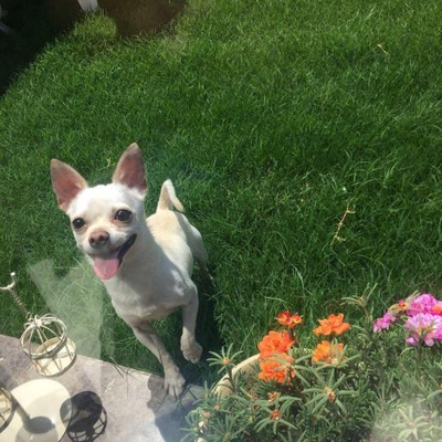 kuki Erkek Chihuahua