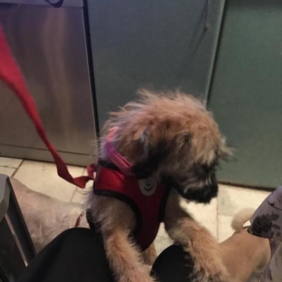 Karda Terkedilmiş Terrier Kırması Kıza Sıcak Bir Yuva, İstanbul