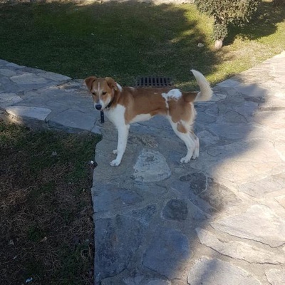 Erkek Köpek, İstanbul